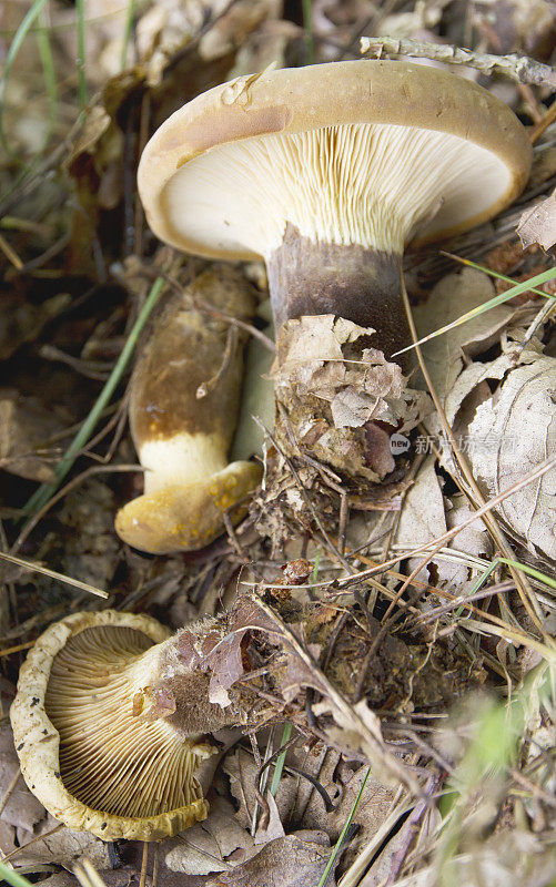 木耳(Paxillus atrotomentosus)